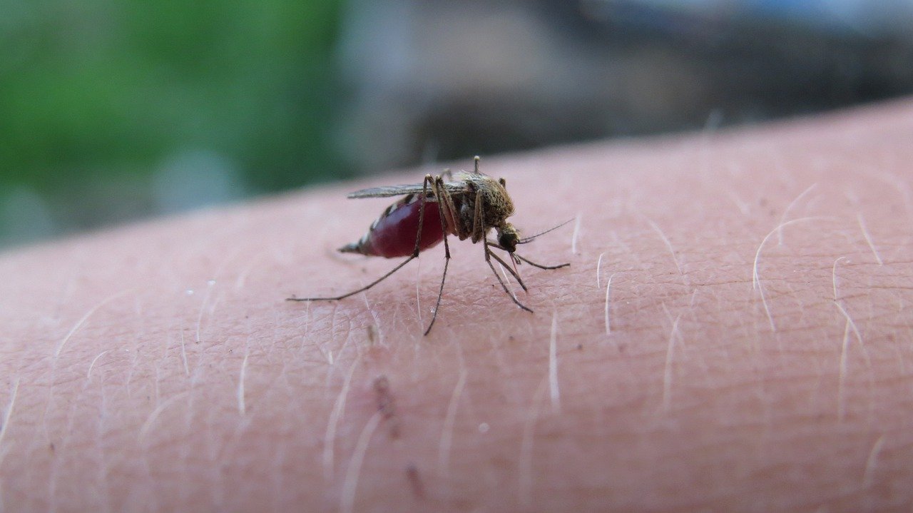 Stechmücke saugt Blut aus einem Arm